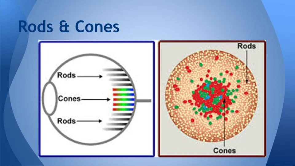 A diagram of an eye's cross-section showing rods and cones, alongside a close-up view of a retina showing the dense cluster of red cone cells surrounded by green rod cells